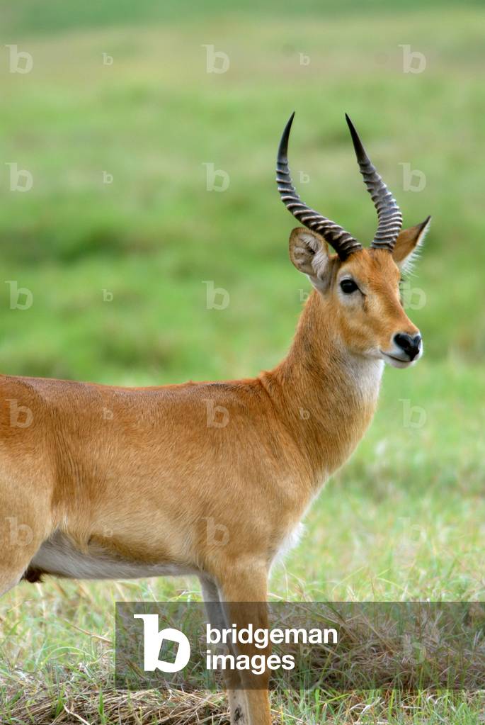 Zambia: Zambia