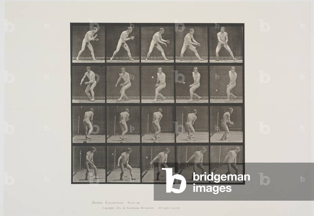 Piastra 288 da Animal Locomotion, 1887 (collotype su carta)