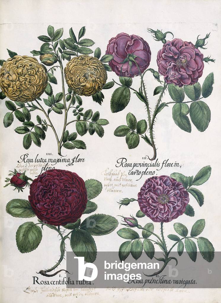 Quatre types de roses, 1613 par Antoine Pesne