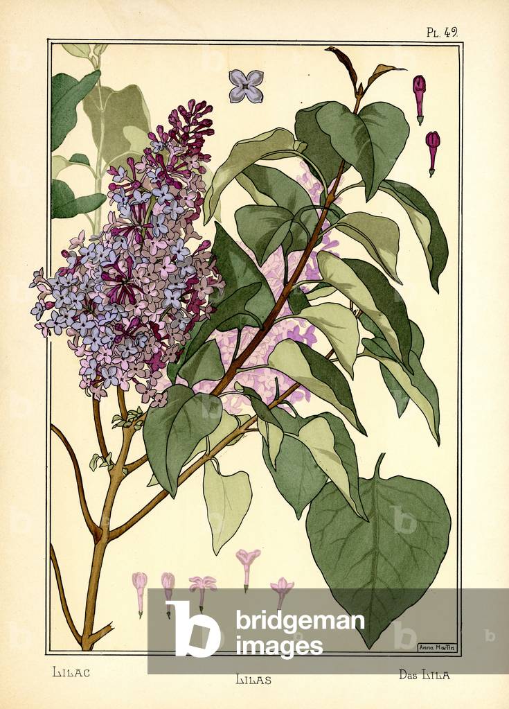 "La Lilas (colore lito)" 1896 di Anna Martin