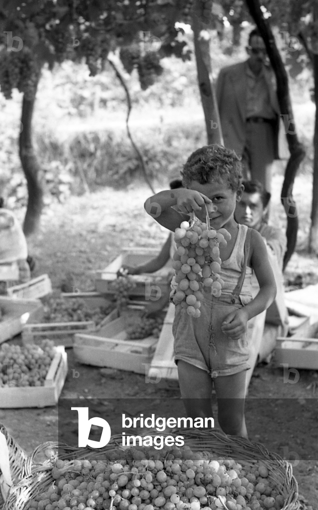 Image of Photography depicting BITTER GRAPES - CHILD WITH CLUSTER 1954 by Ando Gilardi