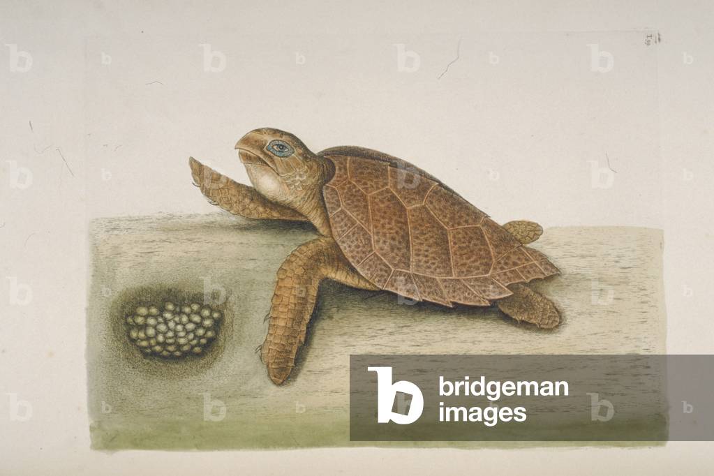 Eretmochelys imbricata