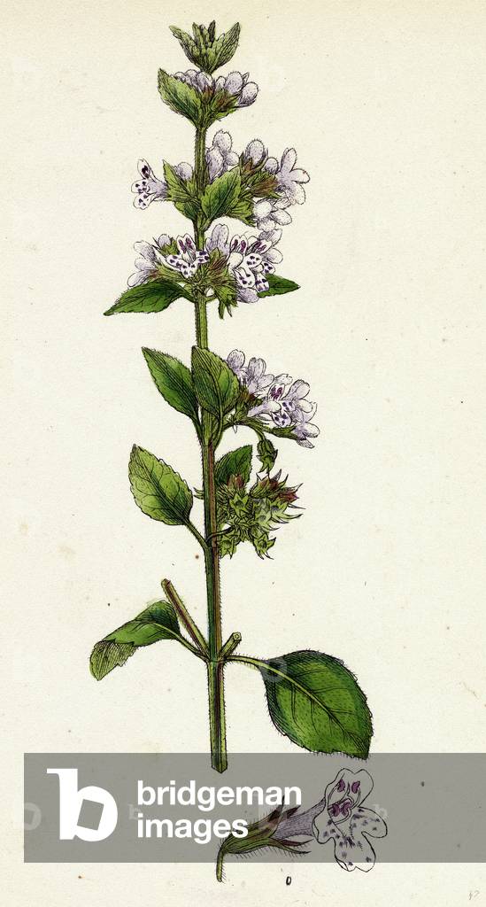 Image of Engraving depicting Calamintha Menthifolia Var. Genuina Common Calamint Var. A.