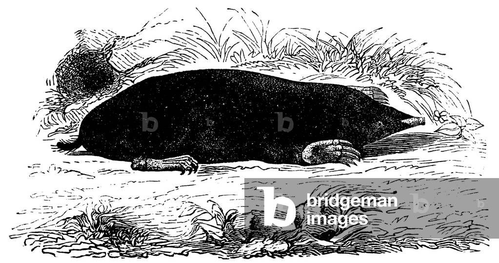 Mole