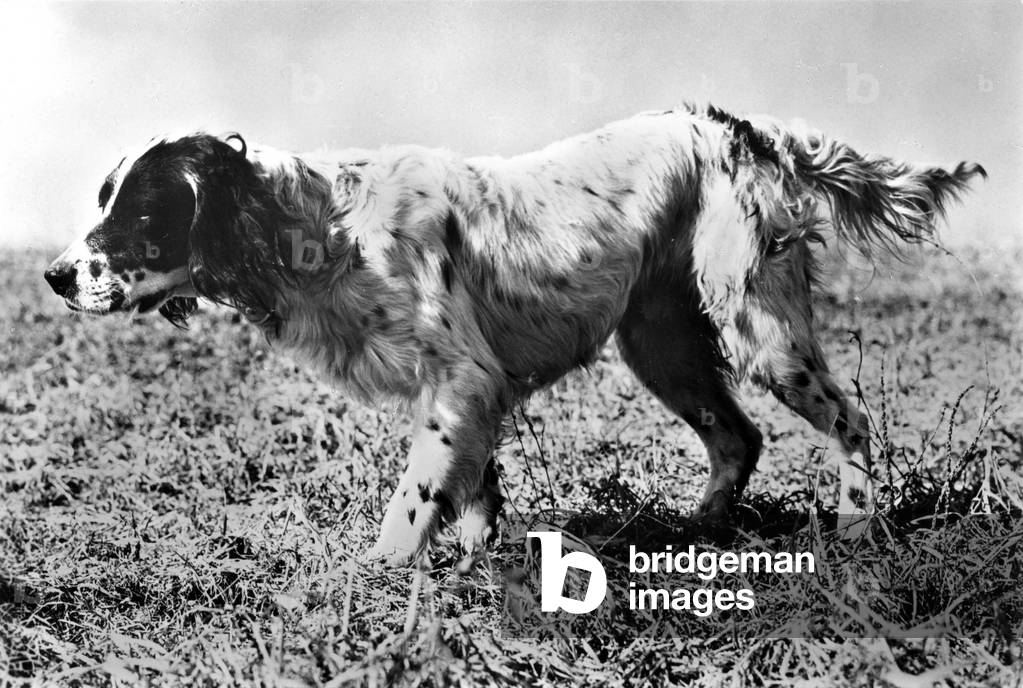 Bild von Druck "Setter" 1900