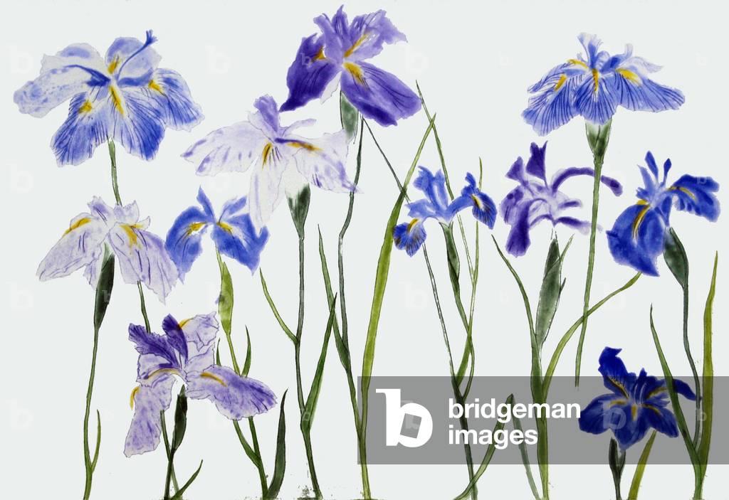 Irises, 2012 (gravure)