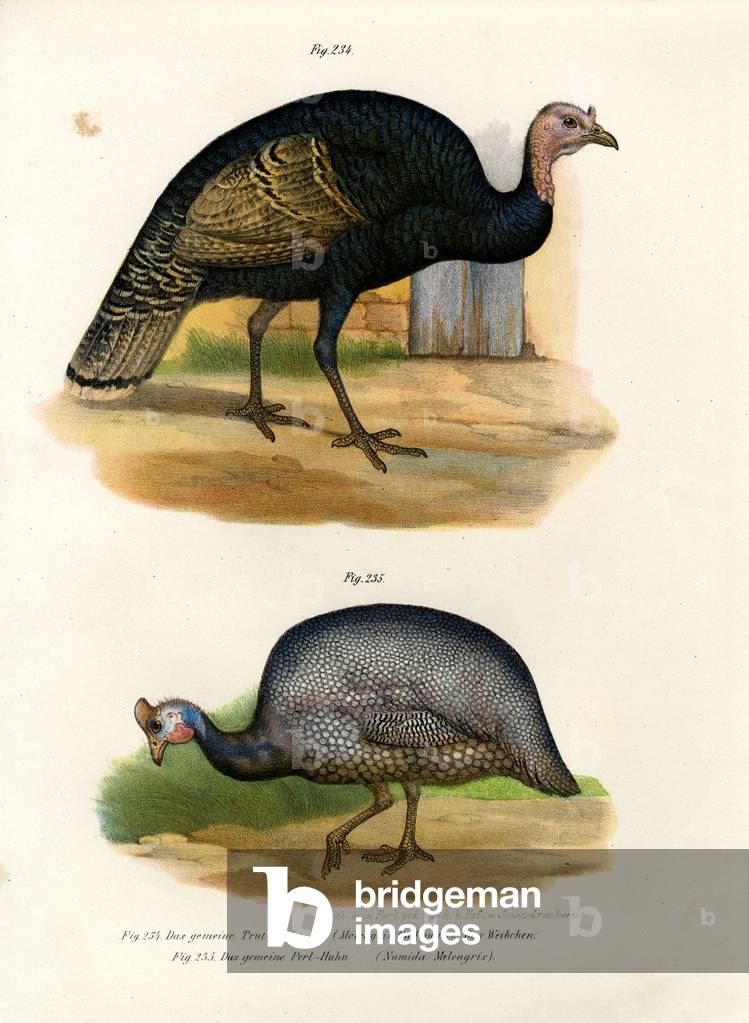 Wild Turkey 1864 by German Artist