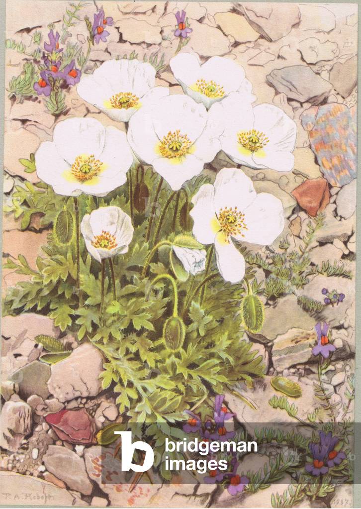 Papavero alpino e toadflax alpino