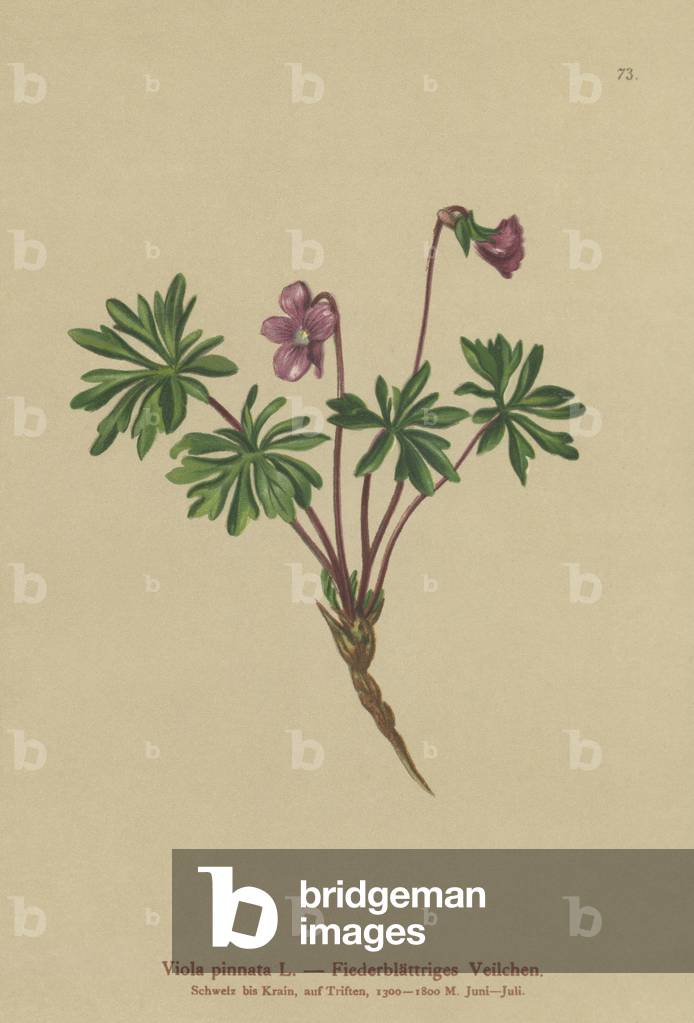 Pinnate Violet (Viola pinnata) (colour litho) by German Artist