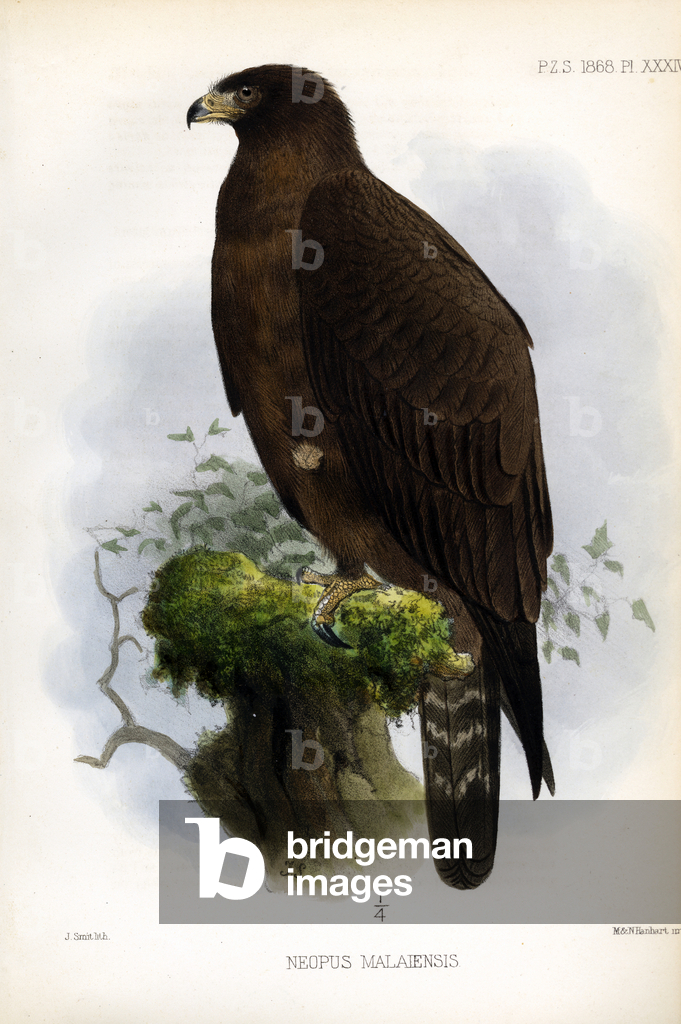 Aquila nera della Malesia (stampa)