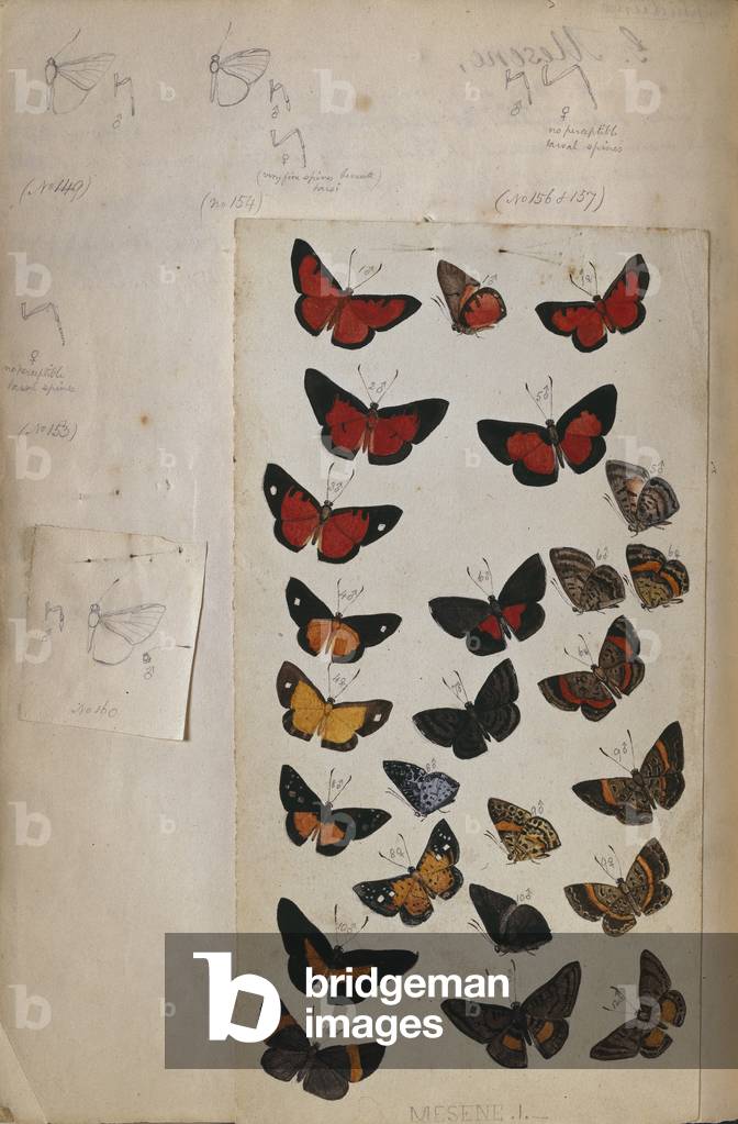 H.W Bates illustriertes Notizbuch