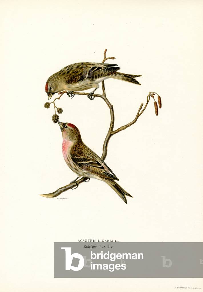Redpoll (Farblitho)
