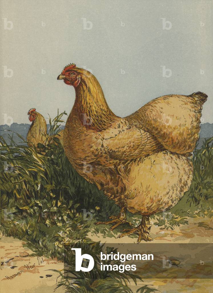 Gallina Cochin Buff (chromolitho)