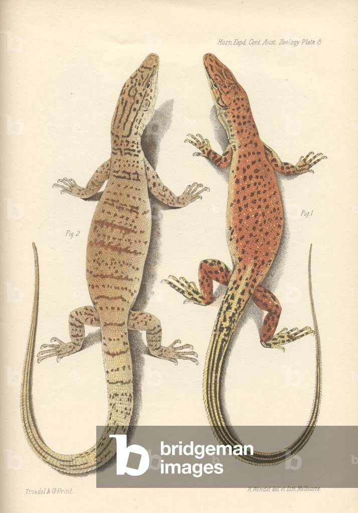 "Varanus eremius e Varanus gilleri", b/w