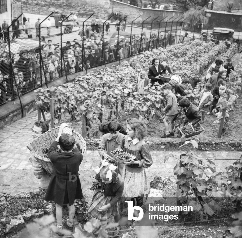 vendanges à Montmartre (rue des Saules), Paris, 28 septembre 1950 (b/w photo)