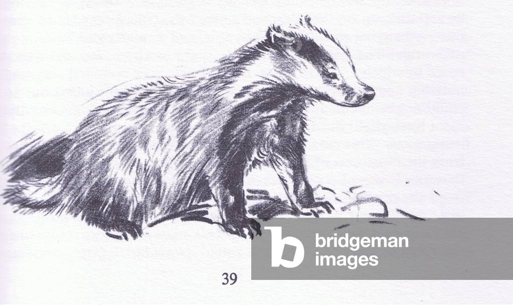 Badger studie, von Wanderers of the Field pub.von Routledge und Kegan Paul, 1959 (litho)