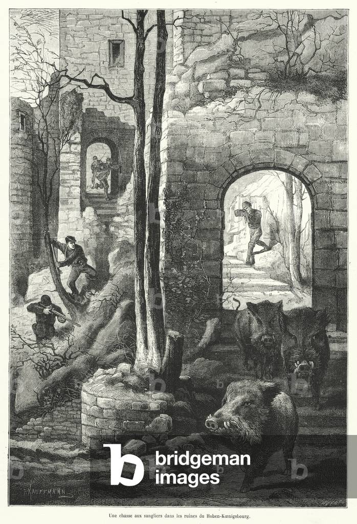 Une chasse aux sangliers dans les ruines du Hohen-Koenigsbourg (engraving)