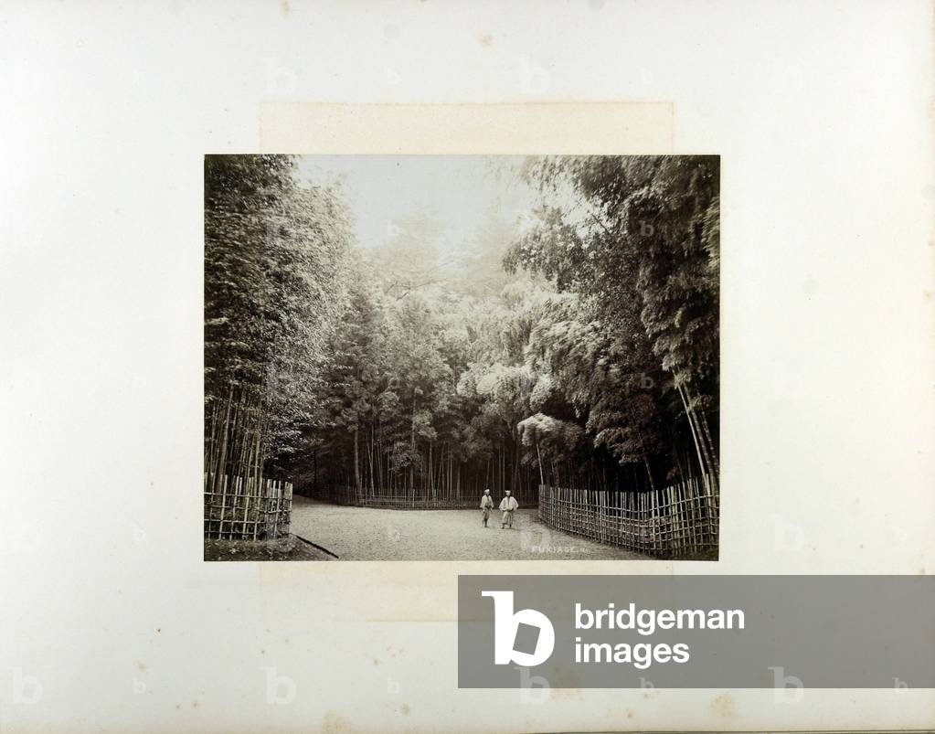 Immagine di Fotografia "Boschetto di bambù" di Baron Raimund von Stillfried