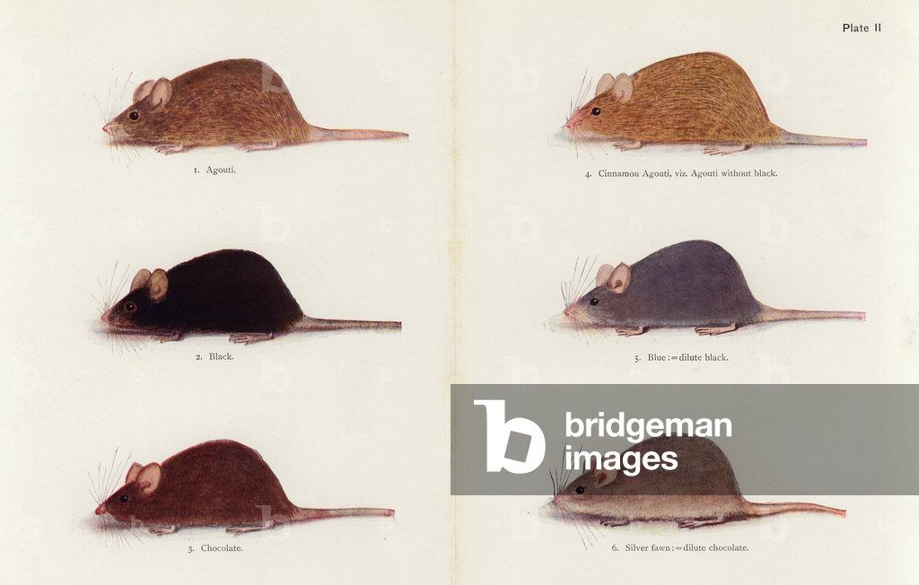 Image of Print depicting Mice (colour litho) 1901 by Muriel Wheldale Onslow