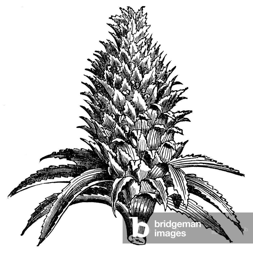 Immagine di Incisione "Ananas", b/w