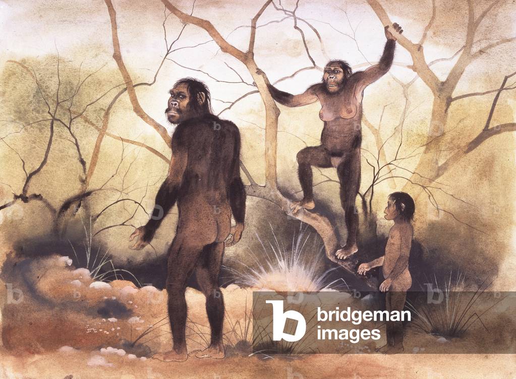 Australopithecus afarensis