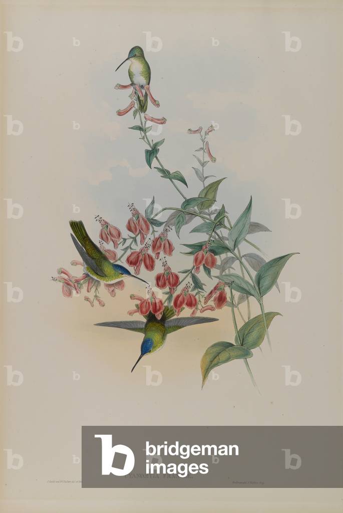 "Cyanomyia Franciae: Corona Azzurra della Francia (color lito)" di John Gould