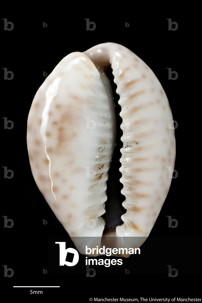 Cypraea ocellata, 1888 (conchiglia)