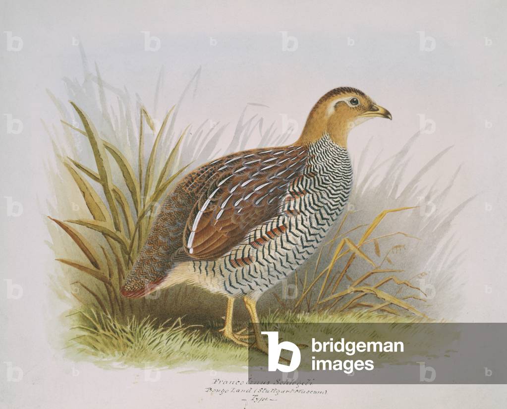 Francolinus schlegeli