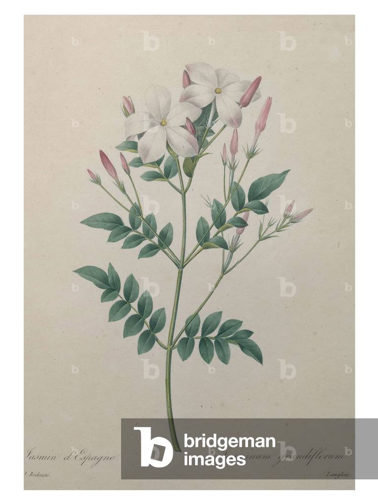 Spanish Jasmine