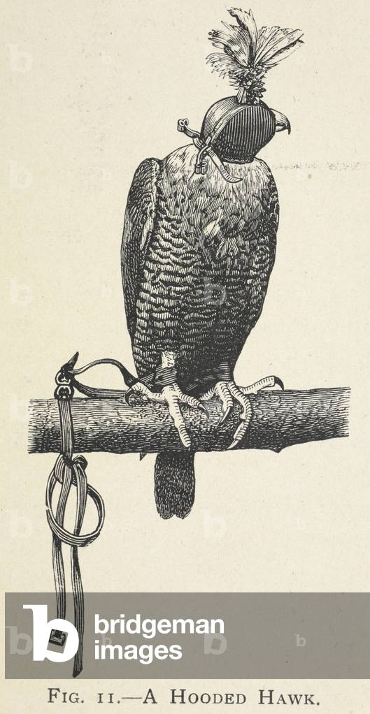 "Ein Kapuzenhawk", b/w