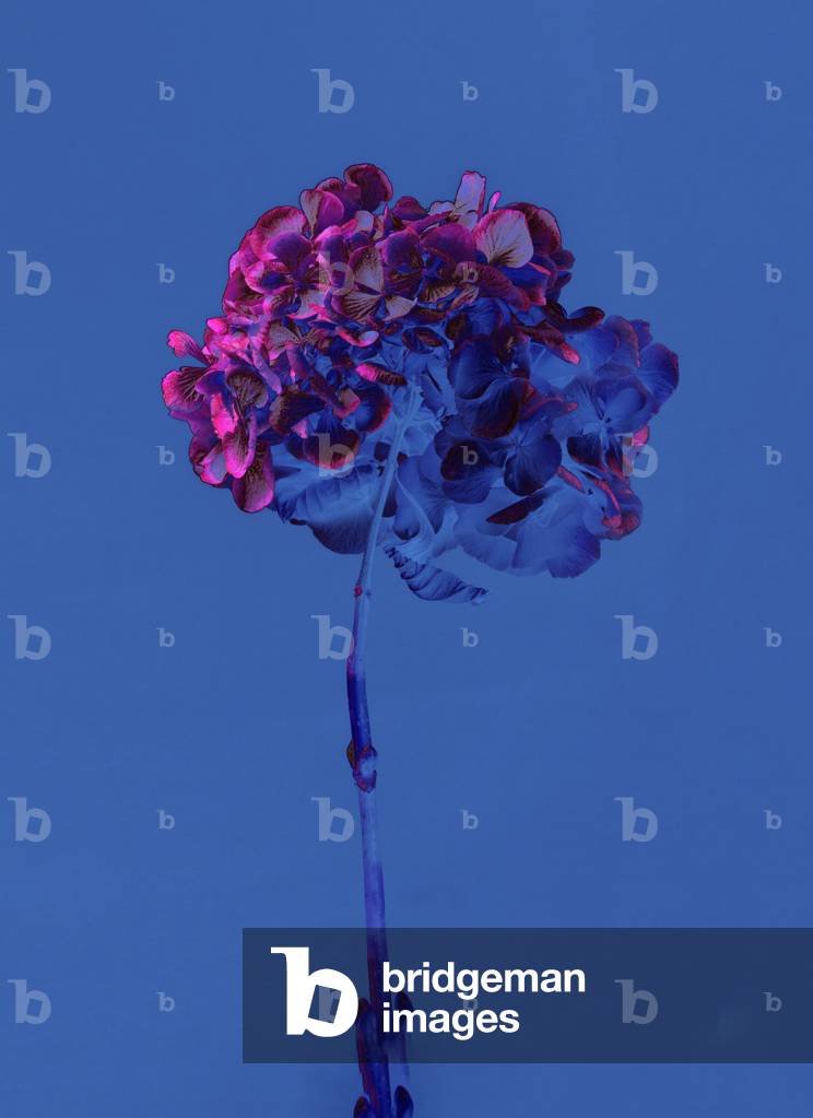 Hydrangea 2, 2019 (foto)