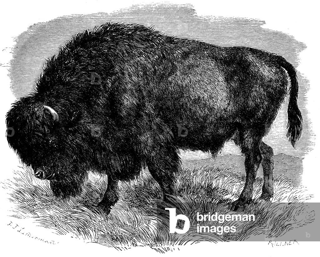 Immagine di Incisione "Bisonte", b/w