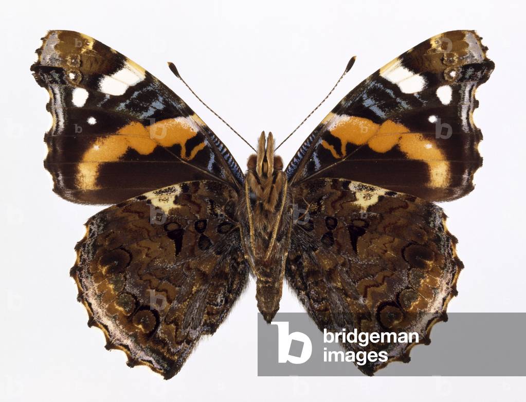 "Vanessa atalanta"