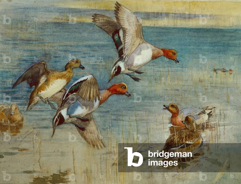 Immagine di Disegno "Fischione in arrivo (matita e acquerello)" 1901 di Winifred Austen