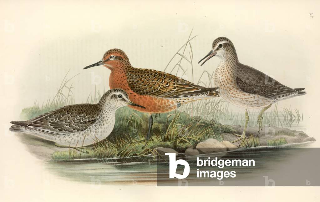 Image of Drawing depicting Calidris canutus by John Gould