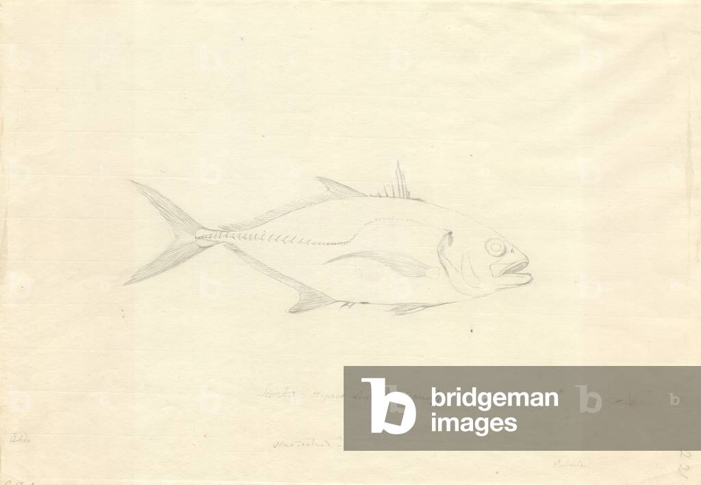 Image of Drawing depicting Caranx hippos by Georg Forster, b/w