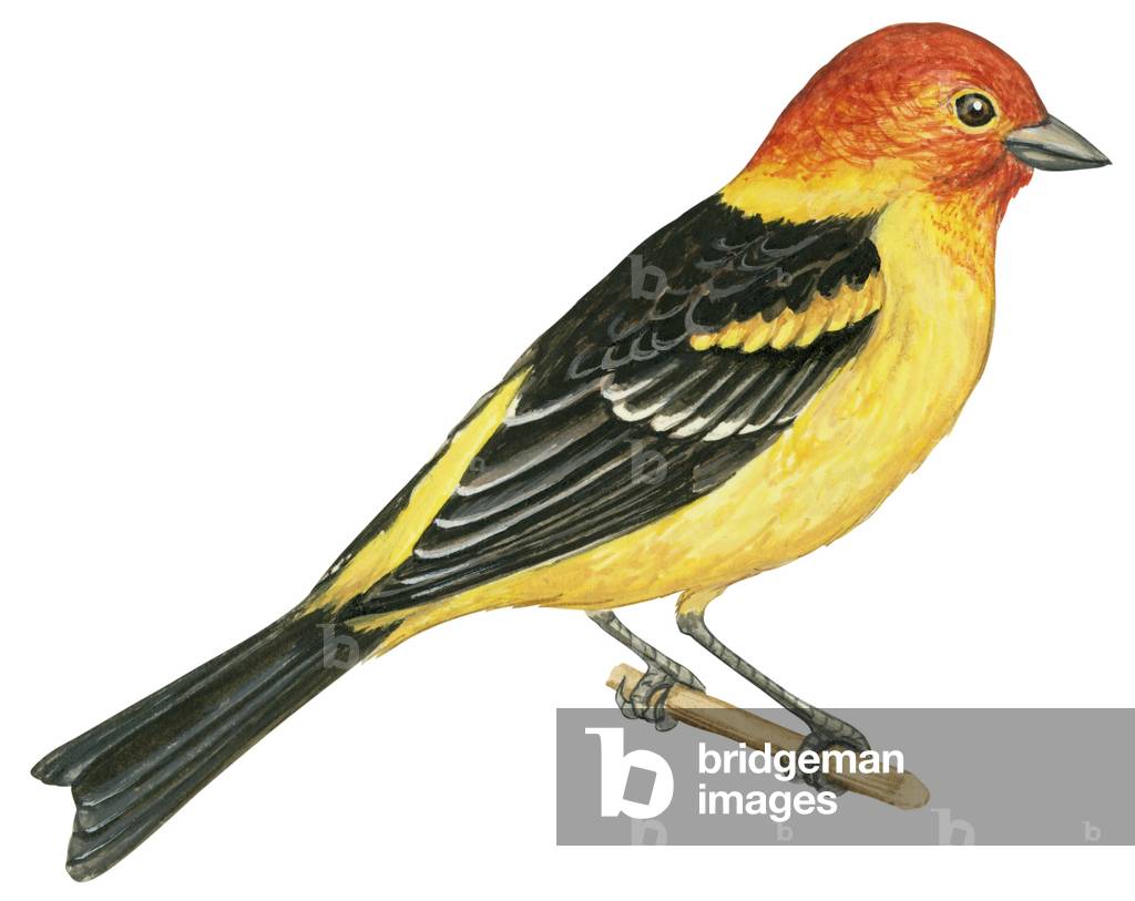 Westlicher Tanager