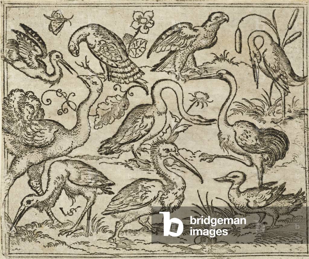 "Strauß auf der linken Seite mit neun anderen Vögeln" 1557 von the elder Solis
