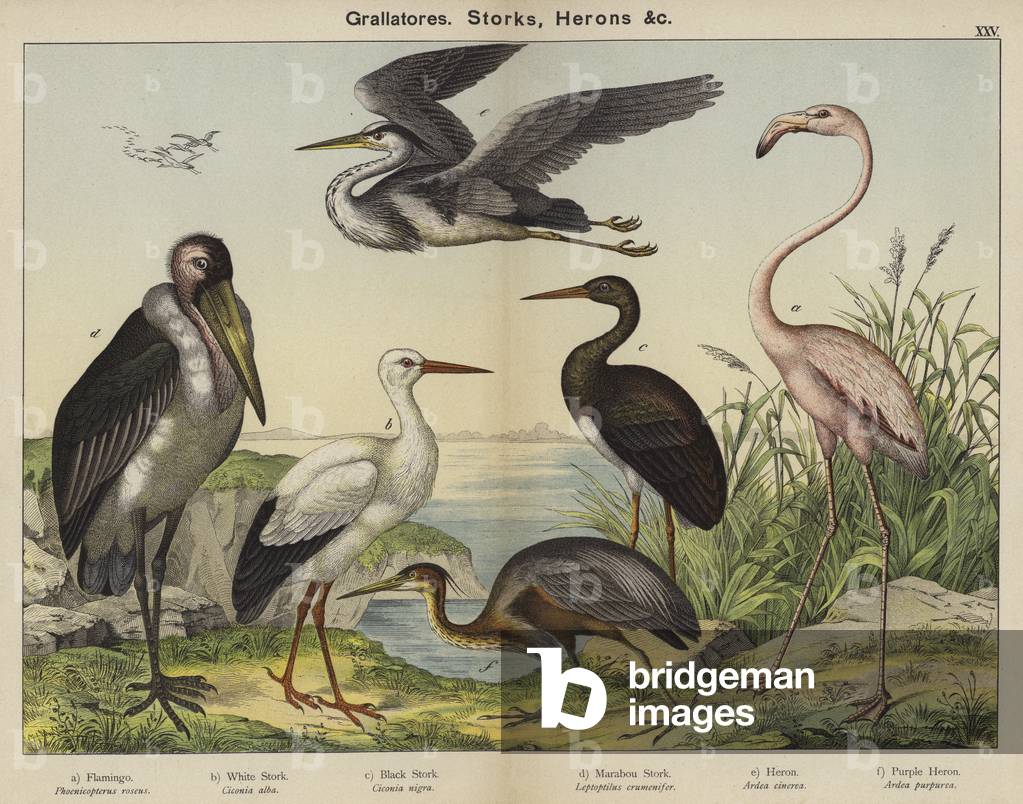 Grallatores, Störche, Reiher (Farblitho)