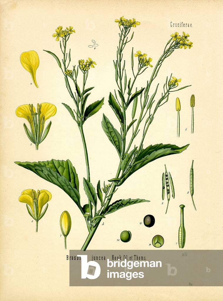 Indian Mustard (colour litho)