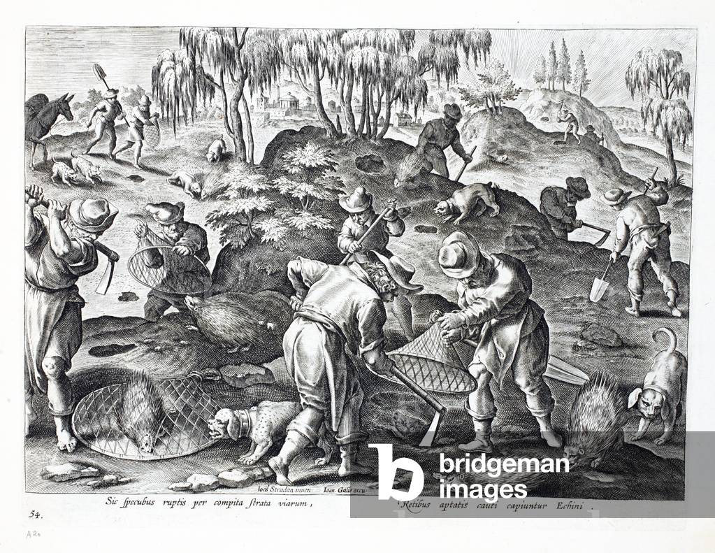 Scavare Out e Catturare Istrici, piatto 54, illustrazione da 'Venationes, Ferarum, Avium, Piscium '(Di caccia: