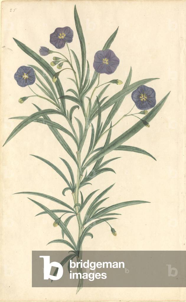 Pflanzliche Illustration