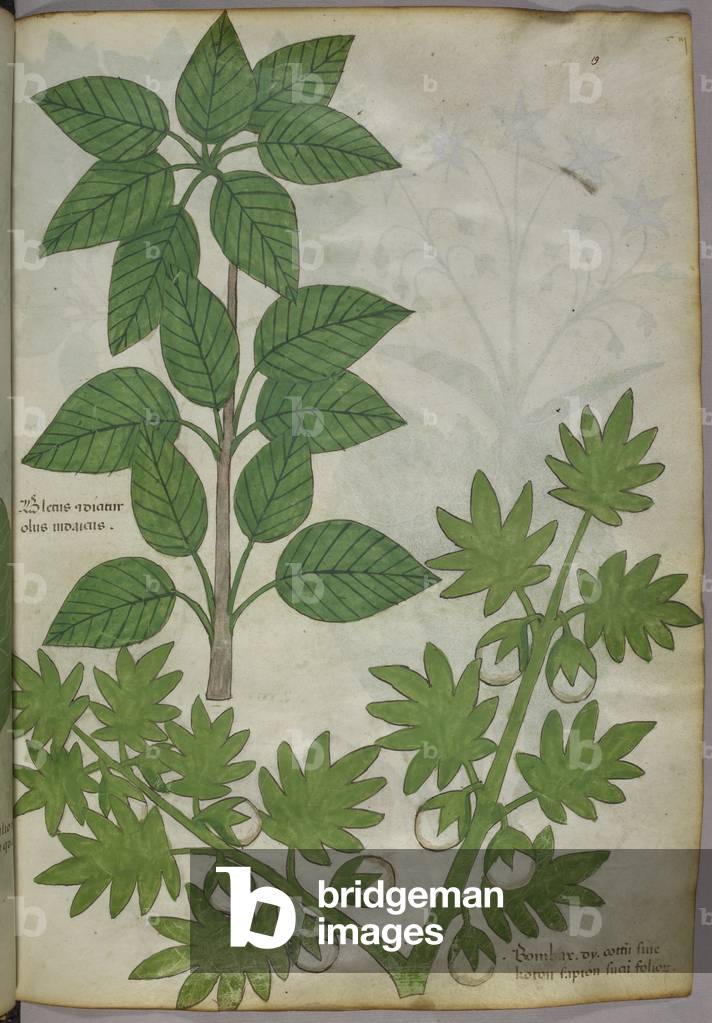 Botanische Illustration von Pflanzen, um 1440 (Tinte und Farbe auf Pergament)
