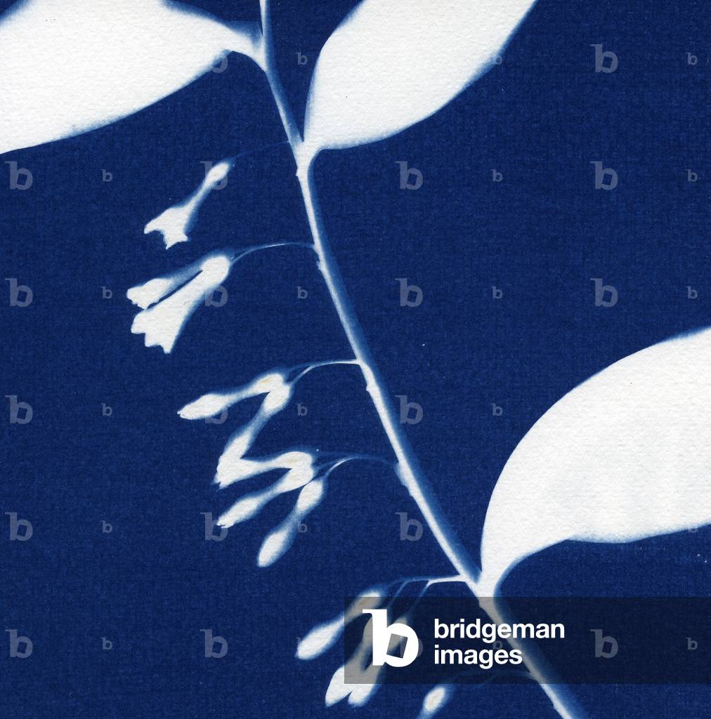 Seal Solomons, 2013 (cianotipo)