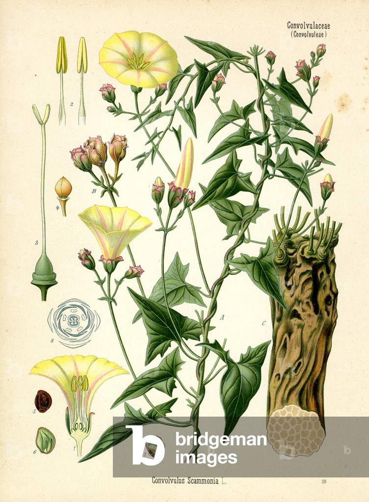 Scammony-Bindweed (colour litho)