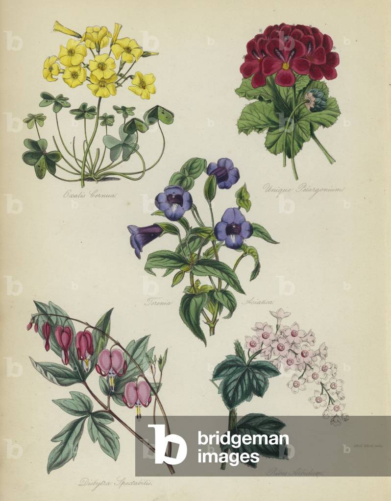 Englischer Blumengarten: Oxalis Cernua, Unique Pelargonium, Torenia Asiatica, Dielytra Spectabilis, Ribes Albi