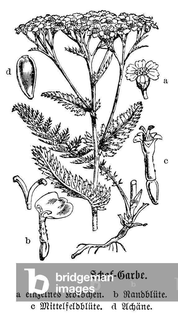 Immagine di Incisione "Achillea", b/w