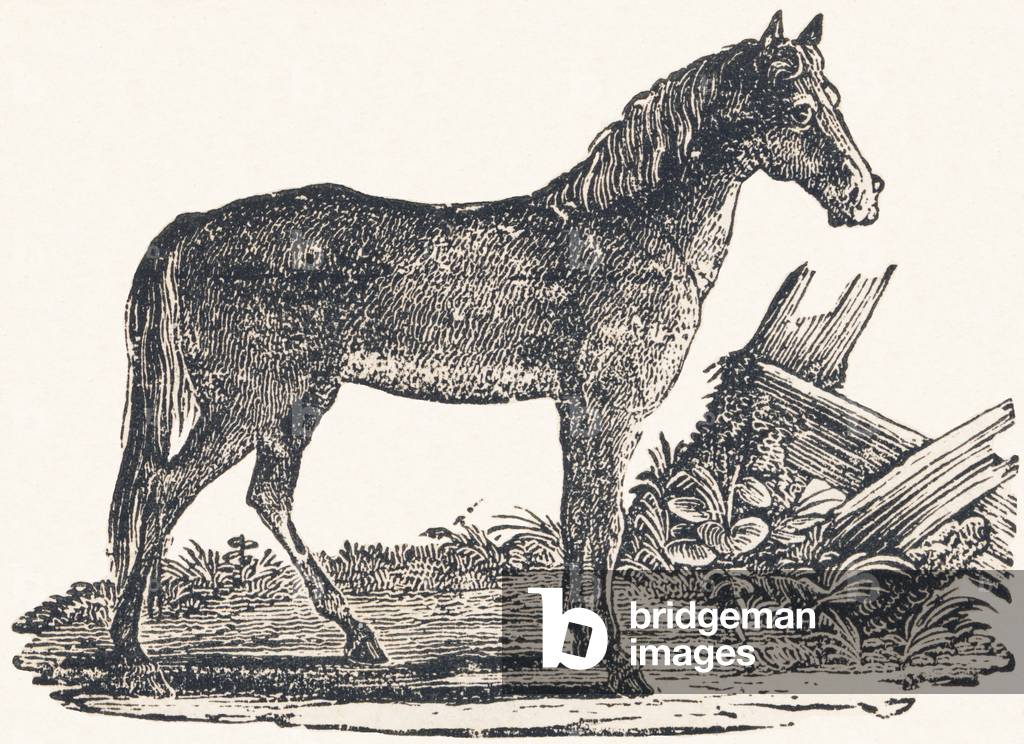 Mare, 1850 (incisione)
