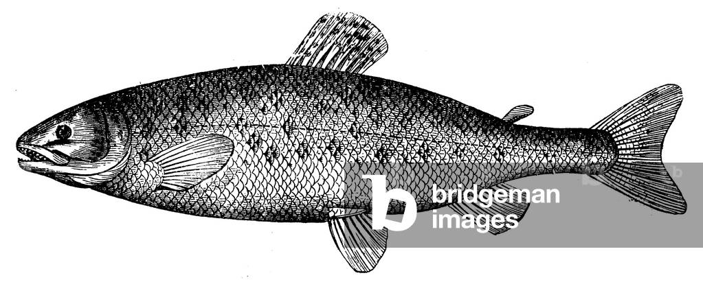Bild von Gravur "Lachs", b/w