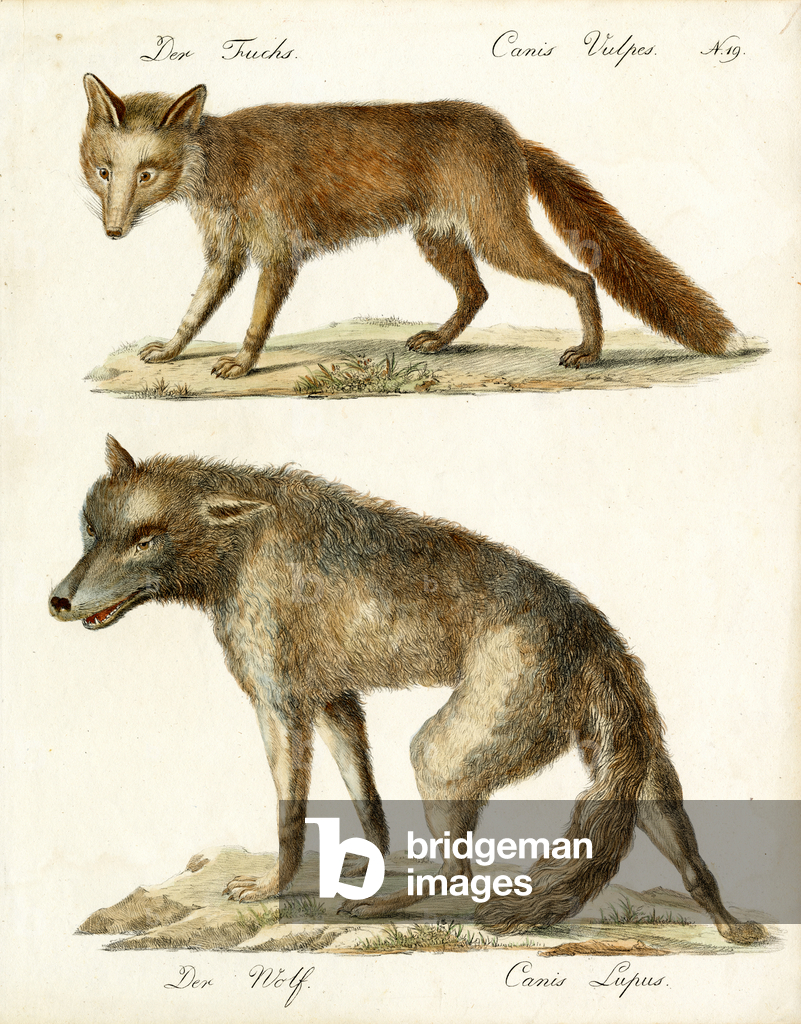 Fuchs und Wolf (Druck)
